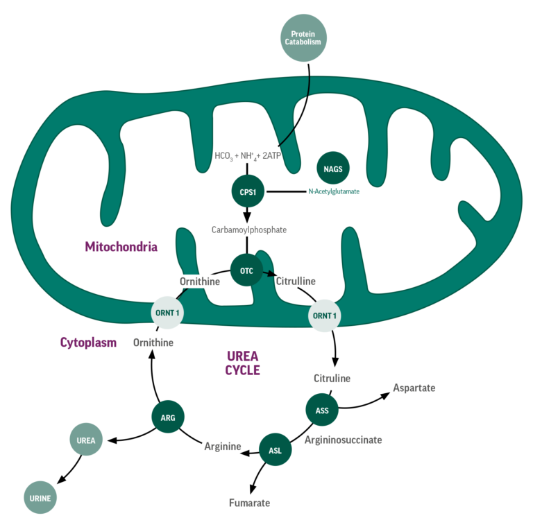 This is a Urea Cycle Disorder (UCD) Ravicti